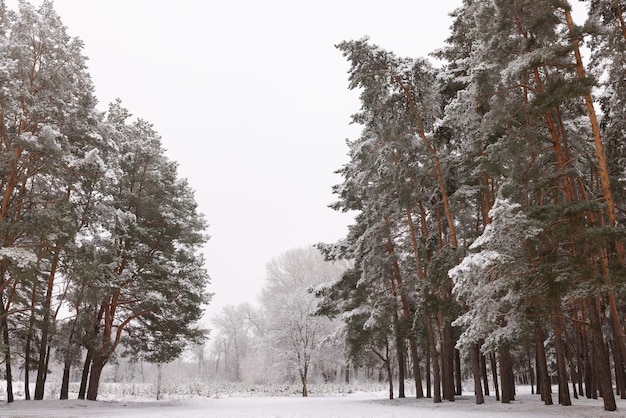 Floresta de coníferas na neve o conceito de mau tempo de queda de neve