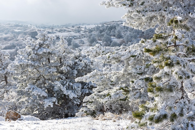 Floresta de coníferas na textura de inverno. Paisagem de inverno de montanha com árvores cobertas de neve.