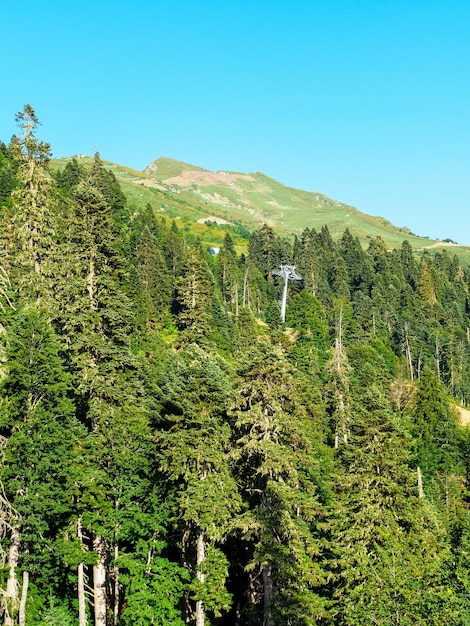 Floresta de coníferas no alto das montanhas no verão