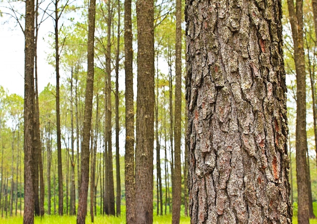 Floresta de coniféras