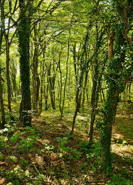 Floresta de conto de fadas