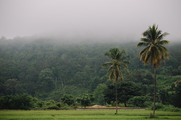 floresta de coqueiros