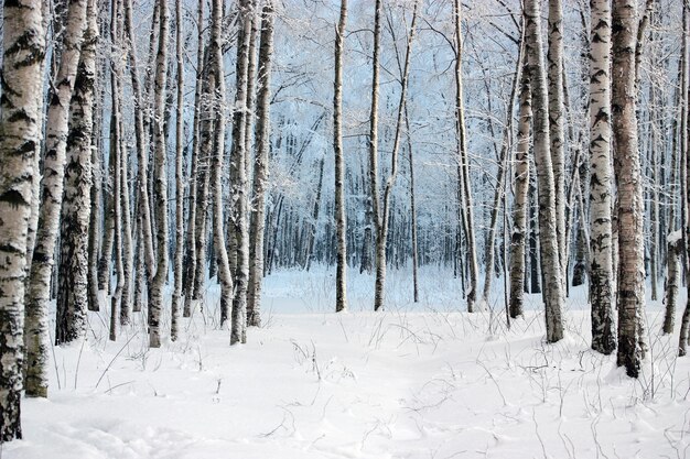 Floresta de Desenho de Neve de Inverno