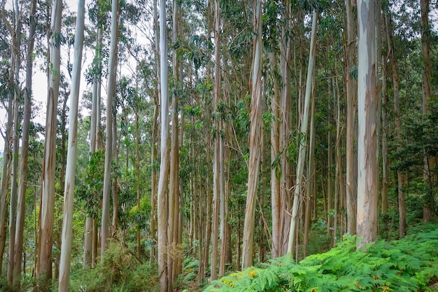 Floresta de eucalipto na Galiza Espanha