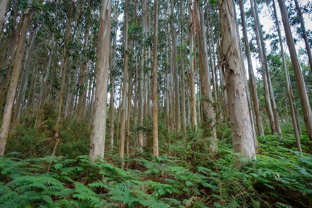 Floresta de eucalipto na galiza espanha