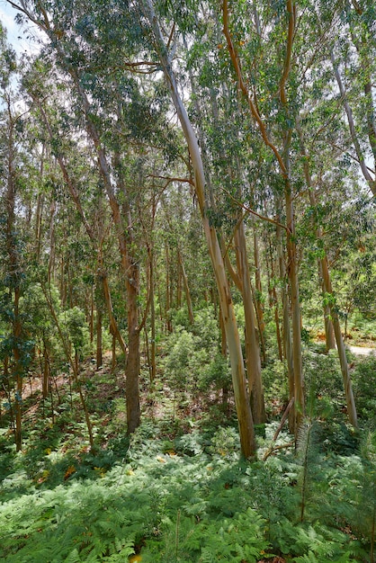 Floresta de eucalipto na galiza espanha