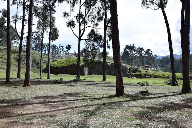Floresta de eucalipto no complexo arqueológico de qenqo em cusco peru