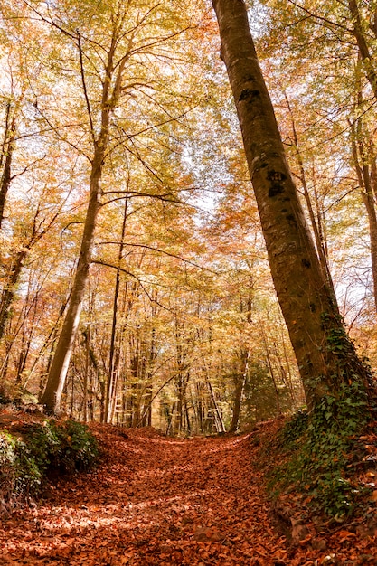 Floresta de faia