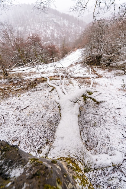 Floresta de faias cheia de neve na floresta do Monte Aizkorri em Gipuzkoa. Paisagem com neve e neve no inverno