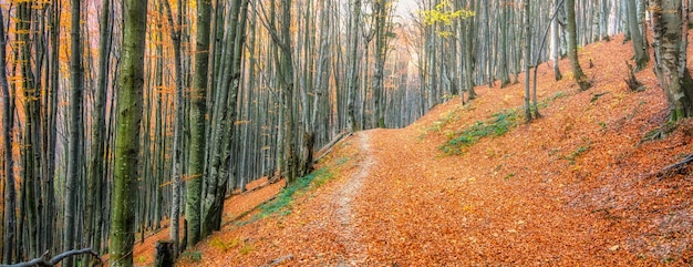 Floresta de faias de outono Árvores de grande nível folhas amarelas em árvores e no chão