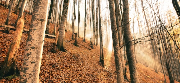 Floresta de faias de outono Árvores de grande nível folhas amarelas em árvores e no chão