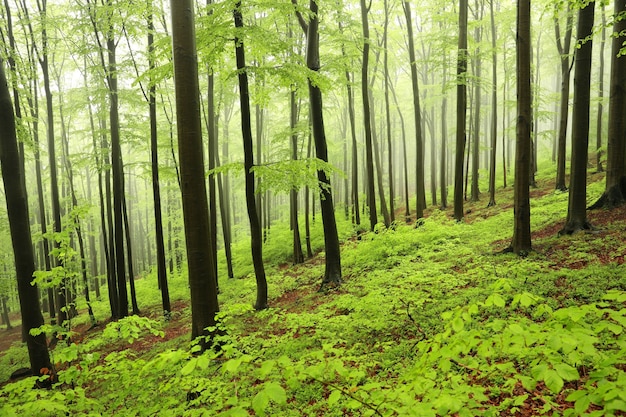 Floresta de faias de primavera no meio do nevoeiro