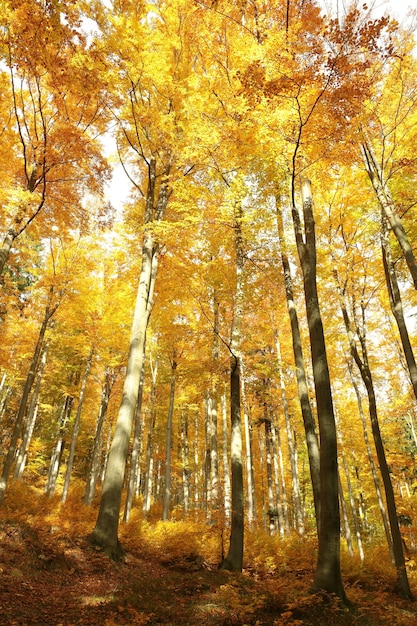 Floresta de faias no outono ao sol