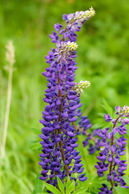 Floresta de flores azuis na Suécia