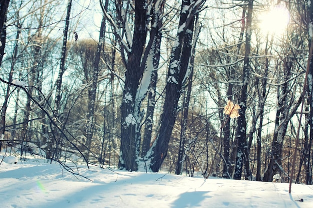 Floresta de folhas solitárias em árvore de inverno