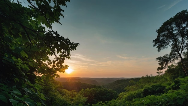 Floresta de folhas verdes ao nascer do sol