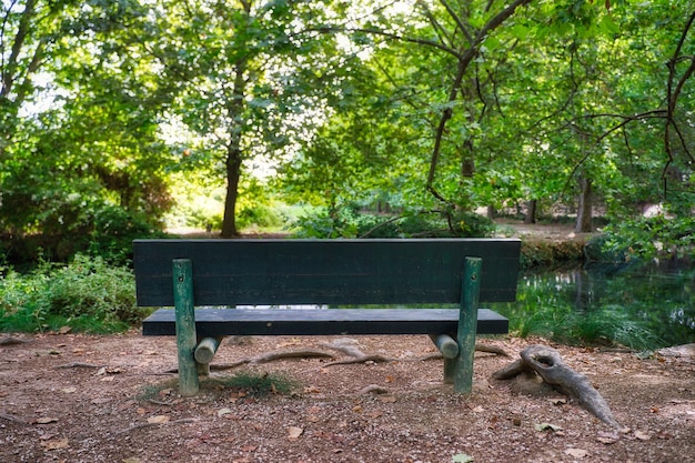 Foto floresta de grandes árvores no outono