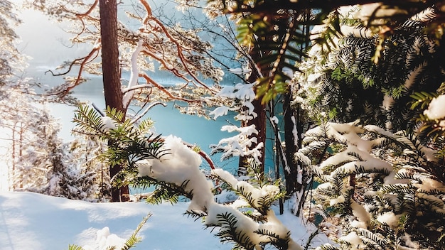 Floresta de inverno à beira do lago alpino