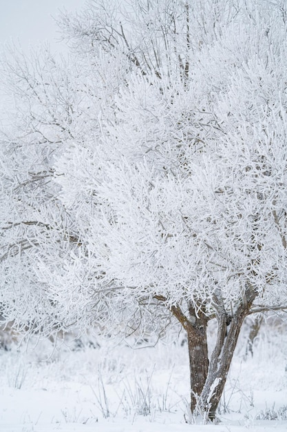 floresta de inverno após uma nevasca, dia ensolarado, árvores na neve