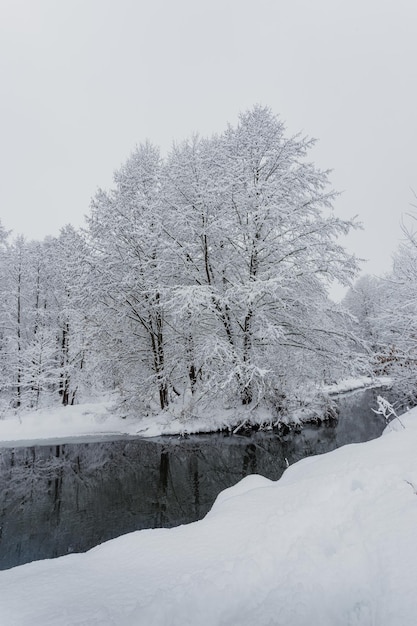 Floresta de inverno, árvores na neve, bela vista de neve, rio frio