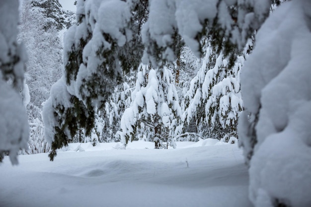 Floresta de inverno, árvores na neve, bela vista de neve