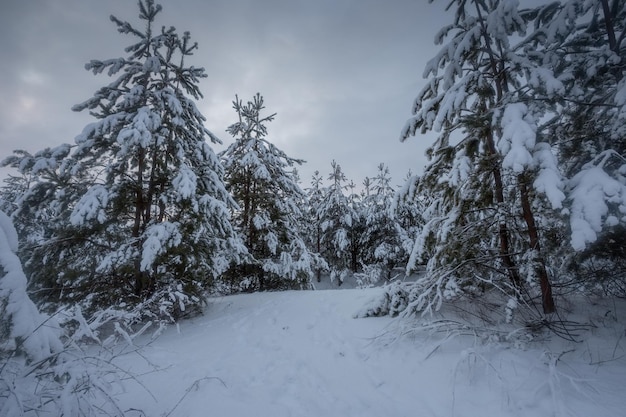 Floresta de inverno, árvores na neve, fotos da natureza, manhã gelada