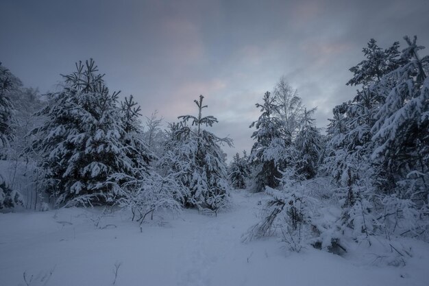 Floresta de inverno, árvores na neve, fotos da natureza, manhã gelada