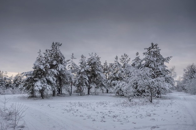 Floresta de inverno, árvores na neve, fotos da natureza, manhã gelada