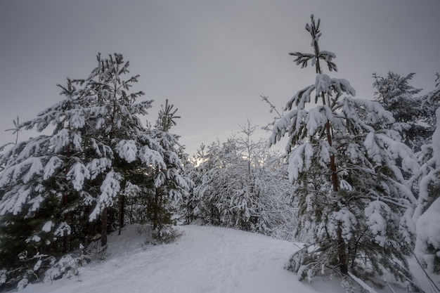 Floresta de inverno, árvores na neve, fotos da natureza, manhã gelada