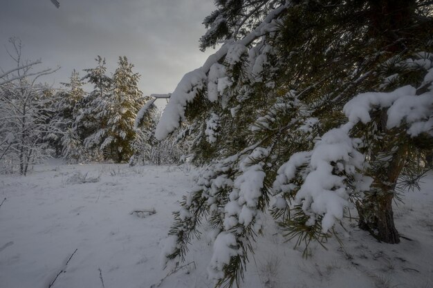 Floresta de inverno, árvores na neve, fotos da natureza, manhã gelada