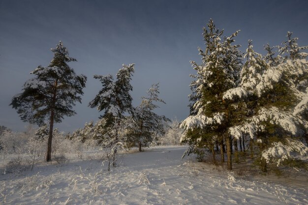 Floresta de inverno, árvores na neve, fotos da natureza, manhã gelada