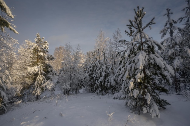 Floresta de inverno, árvores na neve, fotos da natureza, manhã gelada