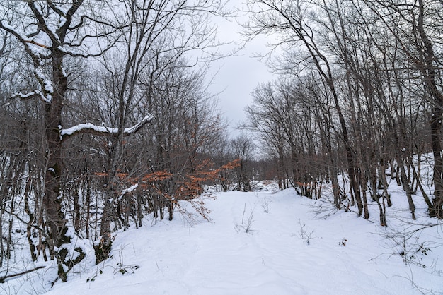 Floresta de inverno, árvores nuas cobertas de neve