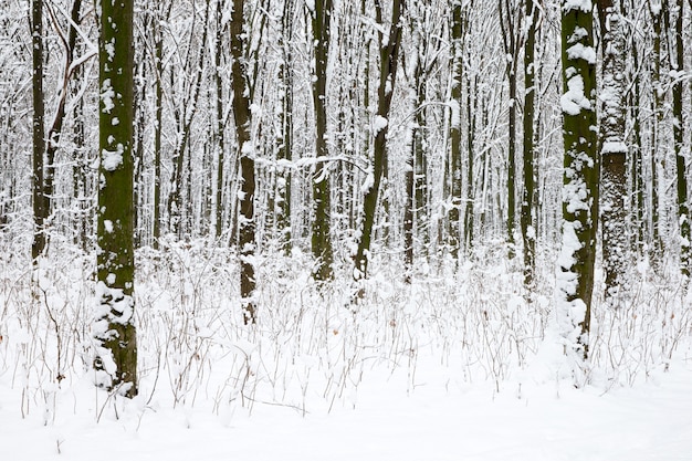 Floresta de inverno bonito e a estrada