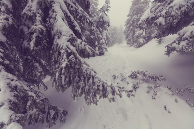 Floresta de inverno coberta de neve, tonificada como o filtro do instagram