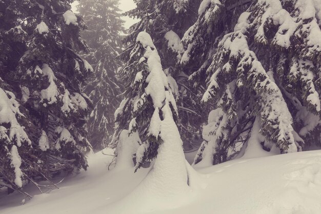 Floresta de inverno coberta de neve, tonificada como o filtro do instagram