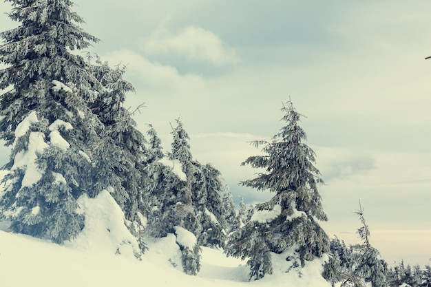 Floresta de inverno coberta de neve, tonificada como o filtro do instagram