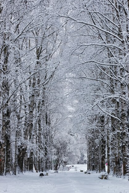 Floresta de inverno coberta de neve