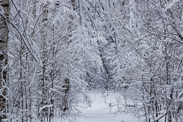 Floresta de inverno coberta de neve