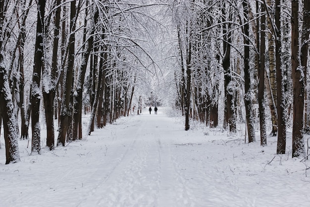 Floresta de inverno coberta de neve