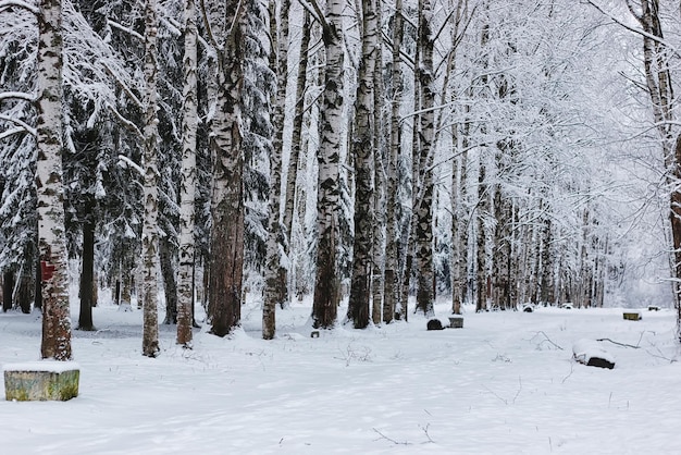 Floresta de inverno coberta de neve