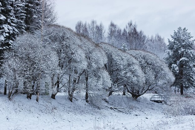 Floresta de inverno coberta de neve