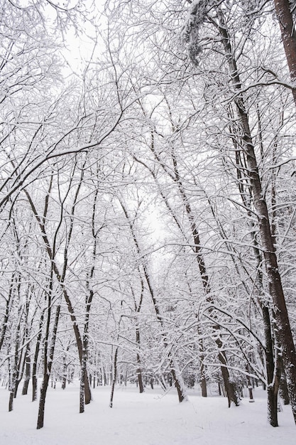 Floresta de inverno com árvores cobertas de neve Cena ao ar livre Conceito de comemoração de feliz ano novo Fundo da natureza