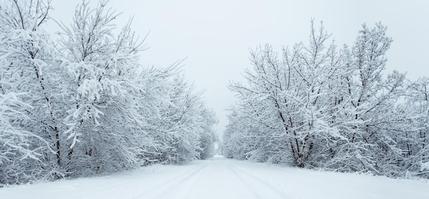 Floresta de inverno com árvores cobertas de neve. Estrada nevada. Conceito de viagens de inverno.
