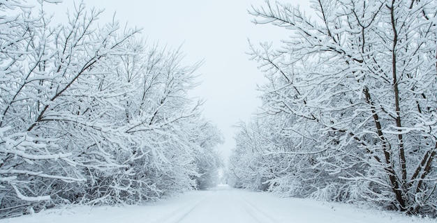 Floresta de inverno com árvores cobertas de neve. Estrada nevada. Conceito de viagens de inverno.