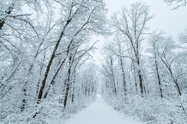 Floresta de inverno com árvores cobertas de neve. Estrada nevada. Conceito de viagens de inverno.