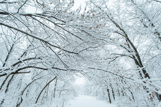 Floresta de inverno com árvores cobertas de neve. Estrada nevada. Conceito de viagens de inverno.