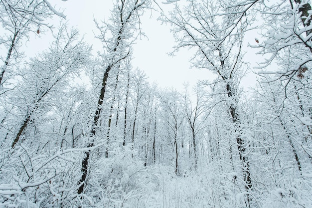 Floresta de inverno com árvores cobertas de neve.