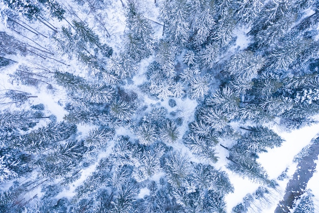 Floresta de inverno com árvores geladas, vista aérea / vista aérea por zangão da floresta coberta de neve /