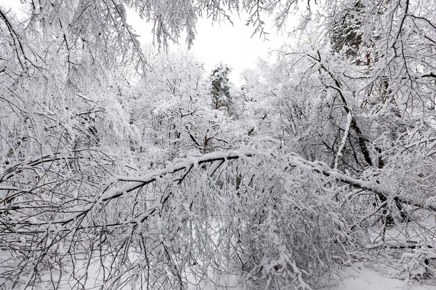 Floresta de inverno com árvores sem folhagem